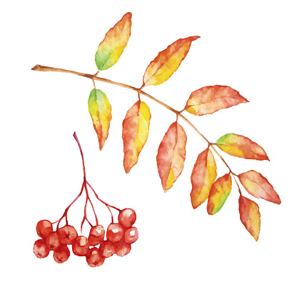 Vector autumn watercolor Rowan leaf and berries. Illustration isolated on white background.