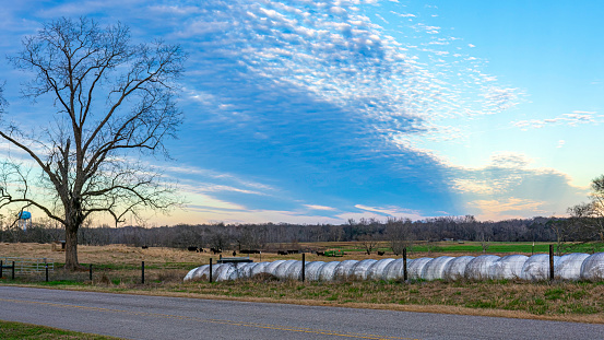 Agricultural landscape of a cattle pasture with colorful altocumulus cloudscape at twilight.