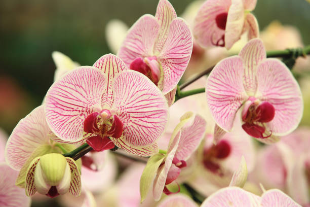 istock blooming Phalaenopsis or Moth orchid flowers 1583260097
