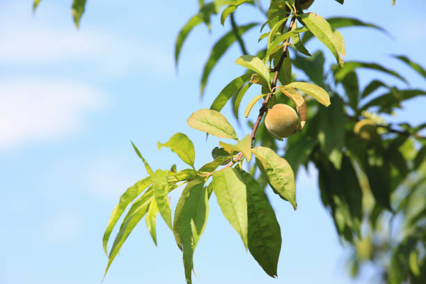 Peach fruit growing on the branch with blue sky background