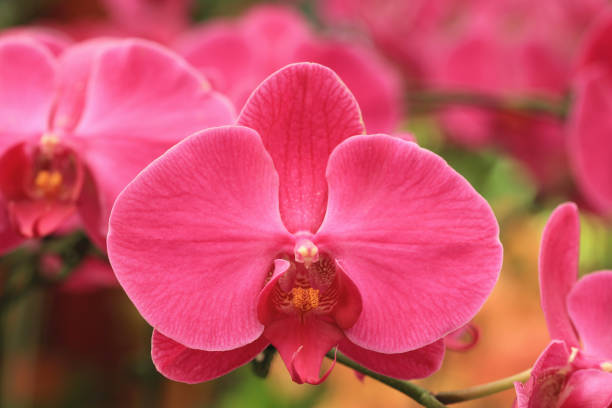 istock blooming Phalaenopsis or Moth orchid flowers 1583260146