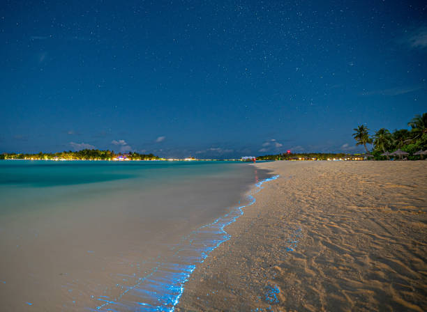 Bio luminescence. Illumination of plankton at Maldives. Many bright particles at the beach. Glowing beach Bio luminescence. Illumination of plankton at Maldives. Many bright particles at the beach. Glowing beach bioluminescence water stock pictures, royalty-free photos & images