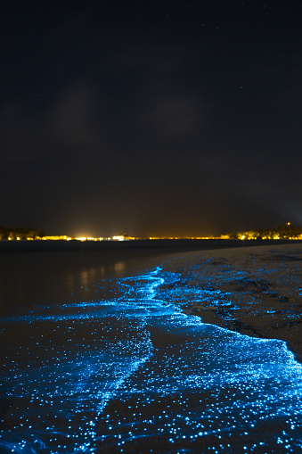Bioluminescent glowing beach. Bio luminescence. Illumination of plankton at Maldives. Many bright particles at the beach.
