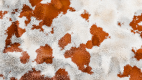 White and brown cowhide skin texture details. fur rug