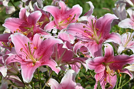 Asiatic lily, a true lily as opposed to a daylily, which lasts just a day. In a Connecticut flower garden.