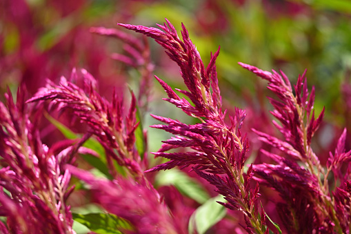Celosia study at the height of summer in a Connecticut garden, shot \