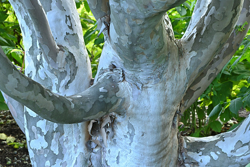 Close-up of the unusual bark of a large Japanese stewartia tree (Stewartia pseudocamellia) in Connecticut. Native to Japan and Korea.