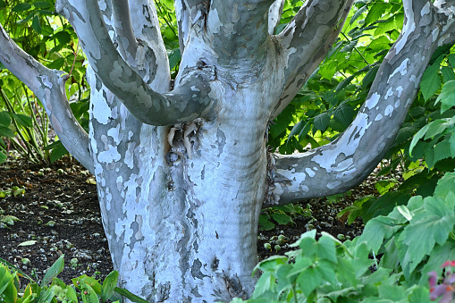 Medium shot of the unusual bark of a large Japanese stewartia tree (Stewartia pseudocamellia) in Connecticut. Native to Japan and Korea.