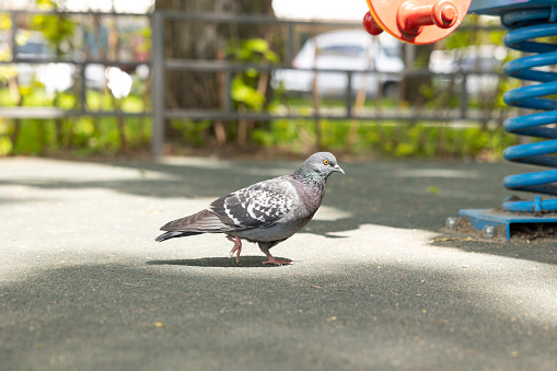 The pigeon walks on the asphalt in the park.