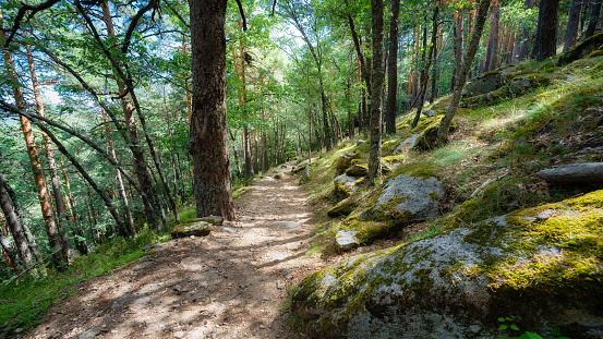 Footpath in the enchanted forest of the Sierra de Guadarrama in Madrid