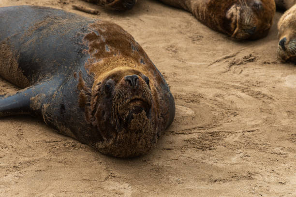 istock Sea lion resting on the beach. 1583311965