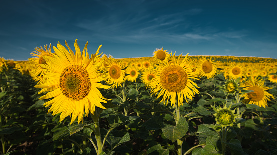 Sunflowers blooming in the field