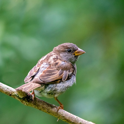 A selective focus shot of a sparrow sitting on a thick branch, birds in the wild, forest, look orange, green, square photo