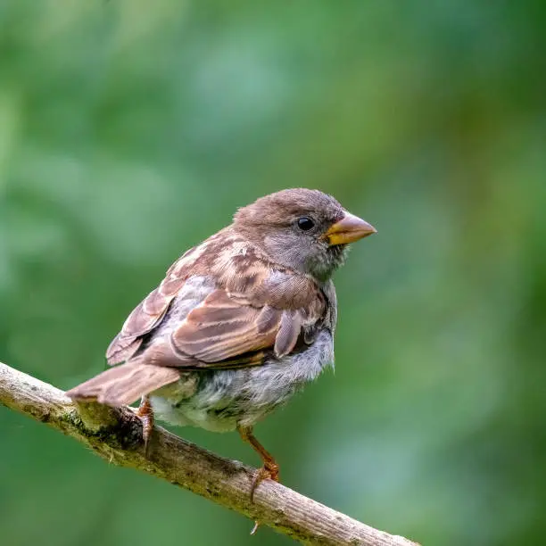 Photo of A selective focus shot of a sparrow sitting on a thick branch, birds in the wild, forest, look orange, green,square photo,