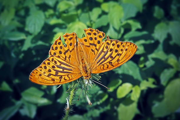 Great Spangled Fritillary