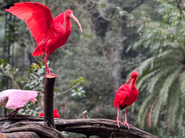 istock Red Flamingo bird 1583326385