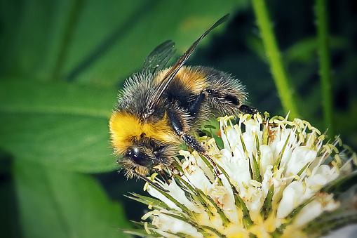 Bombus lucorum White-Tailed Bumblebee Insect. Digitally Enhanced Photograph.