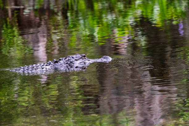 istock Florida Alligator Lives in Wakulla State Park 1583326391