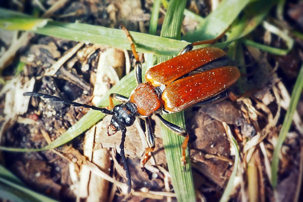 istock Stictoleptura rubra Red-Brown Longhorn Beetle Insect 1583326951