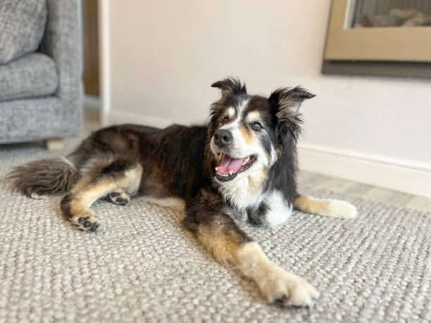 istock Border Collie on rug portrait 1583331817