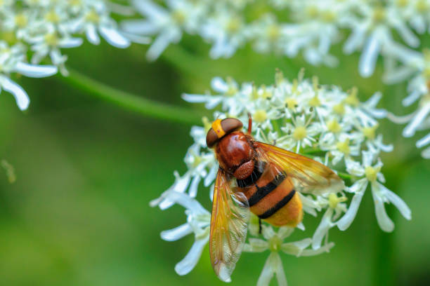 istock Volucella zonaria, hornet mimic hoverfly, feeding on white flowers 1583333446