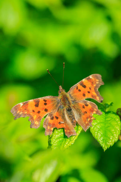 Comma butterfly on fence post i underwing. April, 2020