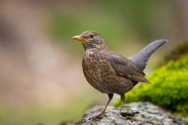 istock Blackbird, turdus merula, female bird perched 1583334534