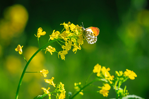 Anthocharis cardamines Orange tip male butterfly foraging on yellow rapeseed flower