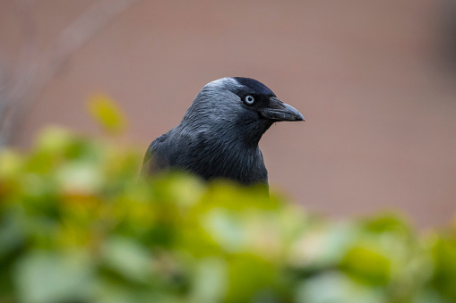 Greater Antillean Grackle walking on lawn, Old San Juan, Puerto Rico