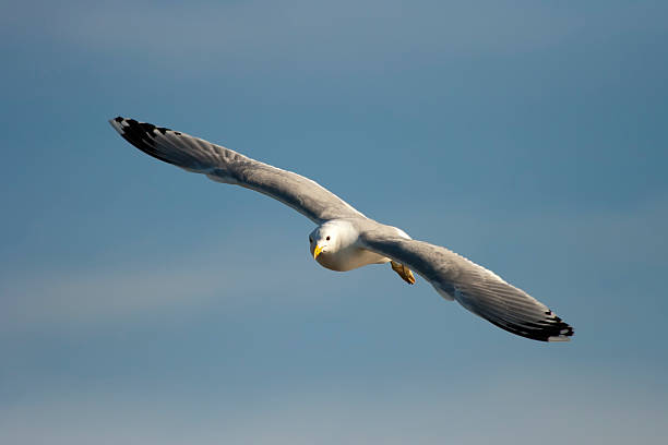Seagull in flight stock photo