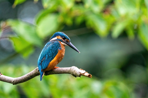 Colorful king fisher bird on a branch of a tree waiting to catch a fish in the Netherlands. Green leaves in the background