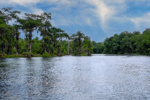 istock Edward Ball Wakulla Springs State Park in Northern Florida 1583346527