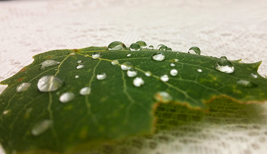 Close up a wet leaf on a table