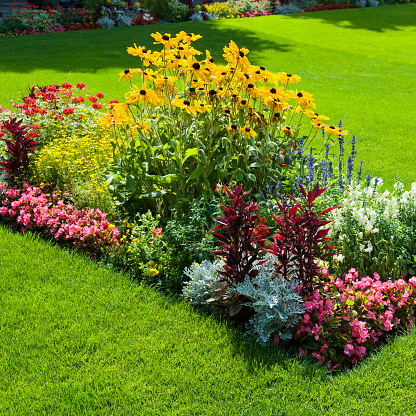 Colorful growing tulips and hyacinth flowerbed at spring day in formal garden