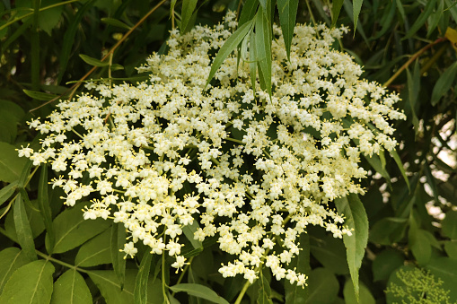Small white flowers on the shrub. Black elderberry flowers. Large inflorescences with white flowers.