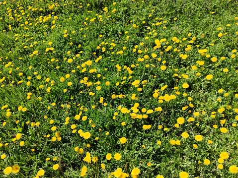 Wild unkempt garden filled with weeds, re-wilding for nature and the insects.