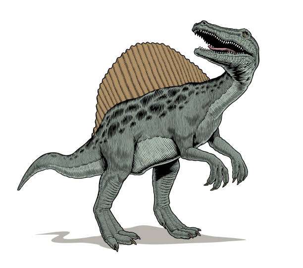 Spinosaurus dinosaur standing, isolated on white background. Comics style vector illustration. Spinosaurus dinosaur standing, isolated on white background. Comic book style vector illustration. spinosaurus stock illustrations