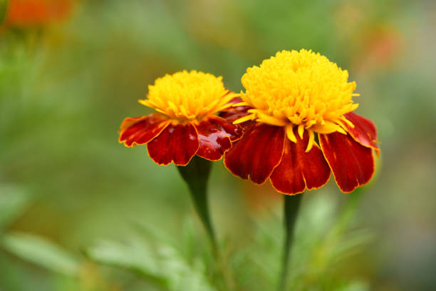 Flowers Marigolds. Side view. High resolution photo. Selective focus. Shallow depth of field.