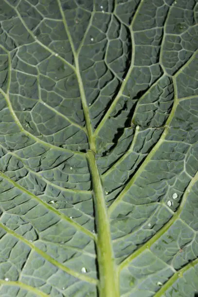 Green leaf texture, detail of the Savoy cabbage leaf with veins, natural concept