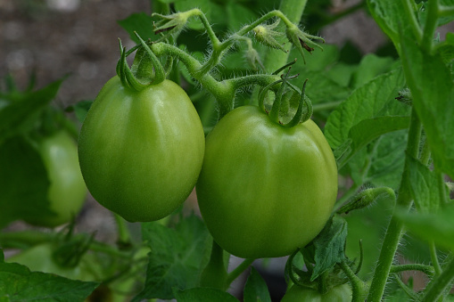 Green plumb tomatoes on vine in a Connecticut garden