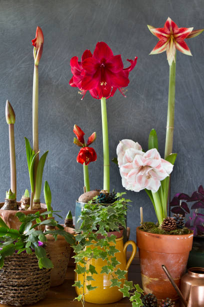 fiore di natale amaryllis. decorazione di piante d'appartamento per le festività natalizie. - amaryllis foto e immagini stock