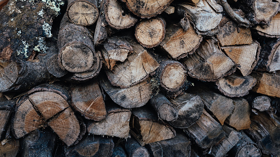 tree trunks cut into more or less equal pieces and placed in a pile that will feed the fire in the winter