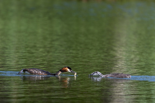 Adult great crested grebe (Podiceps cristatus) feeding young bird with a small carp.