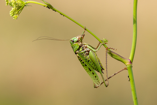Male wart-biter (Decticus verrucivorus) feeding aphids on a yarrow.