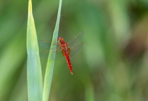 Beautiful scarlet dragonfly (Crocothemis erythraea) resting on reed.