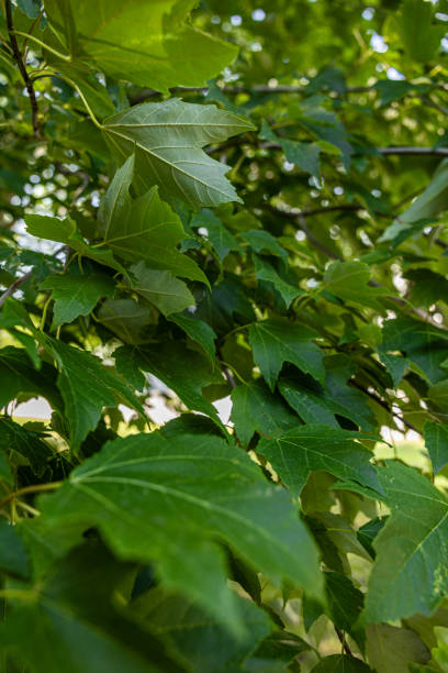 istock Collection of Leafy Green Branches or Bushes 1583430415