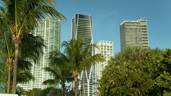 Low angle view of palm tree fronds waving in front of Downtown Miami skyscrapers.