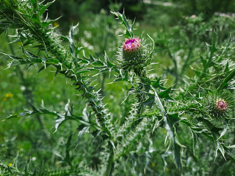 A type of thistle, this plant has health benefits