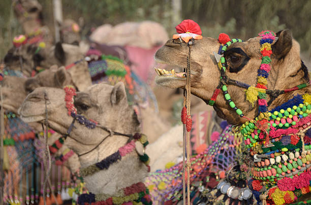 istock decorated camel, Pushkar Camel Fair, India 158344456