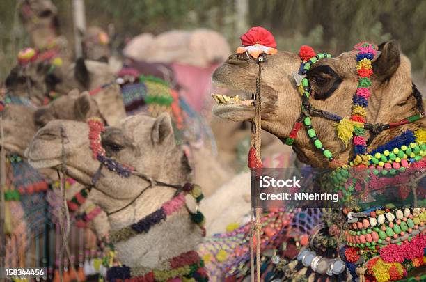 Decorated Camel Pushkar Camel Fair India Stock Photo - Download Image Now - Agricultural Fair, Animal Body Part, Animal Head